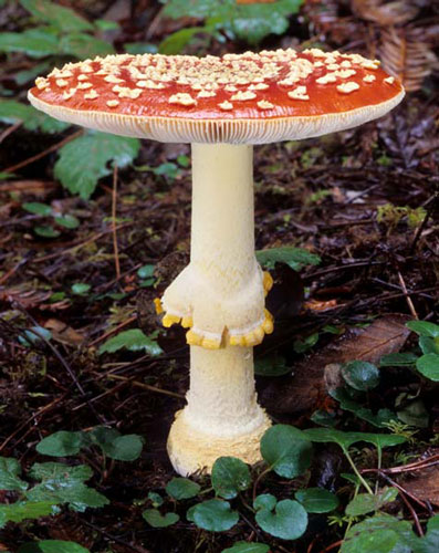 Amanita muscaria - Fungi species | sokos jishebi | სოკოს ჯიშები